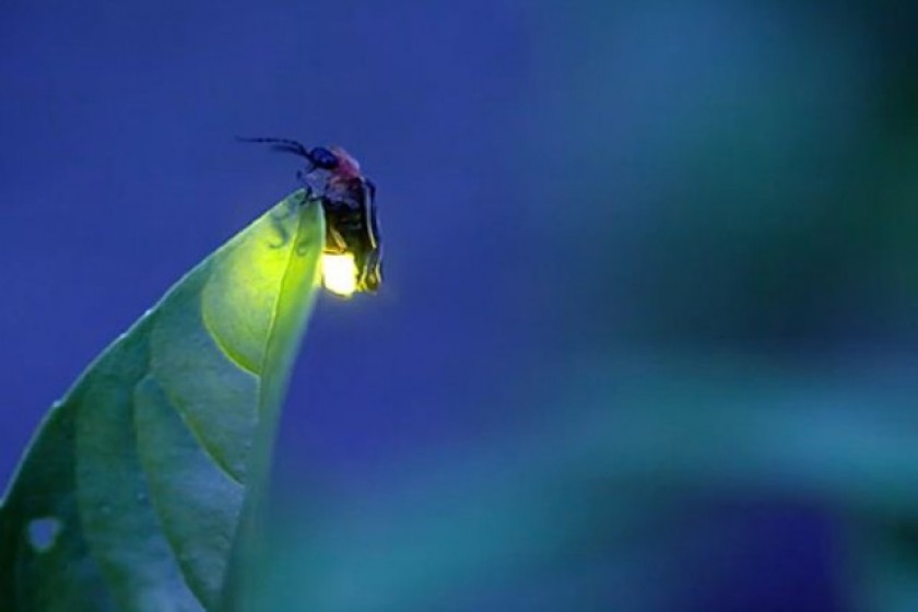 জোনাকি পোকা  দেহে আলো জ্বালে কী করে?